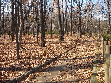 神楽岡公園の遊歩道.jpg