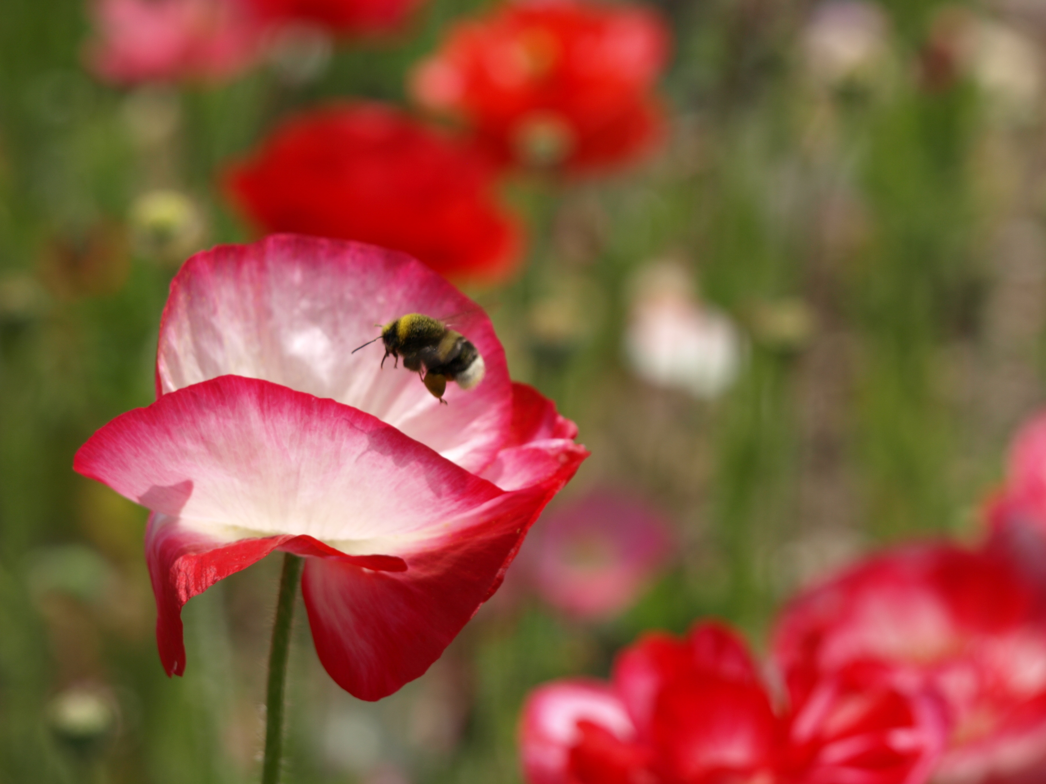 北西の丘の花畑1.JPG