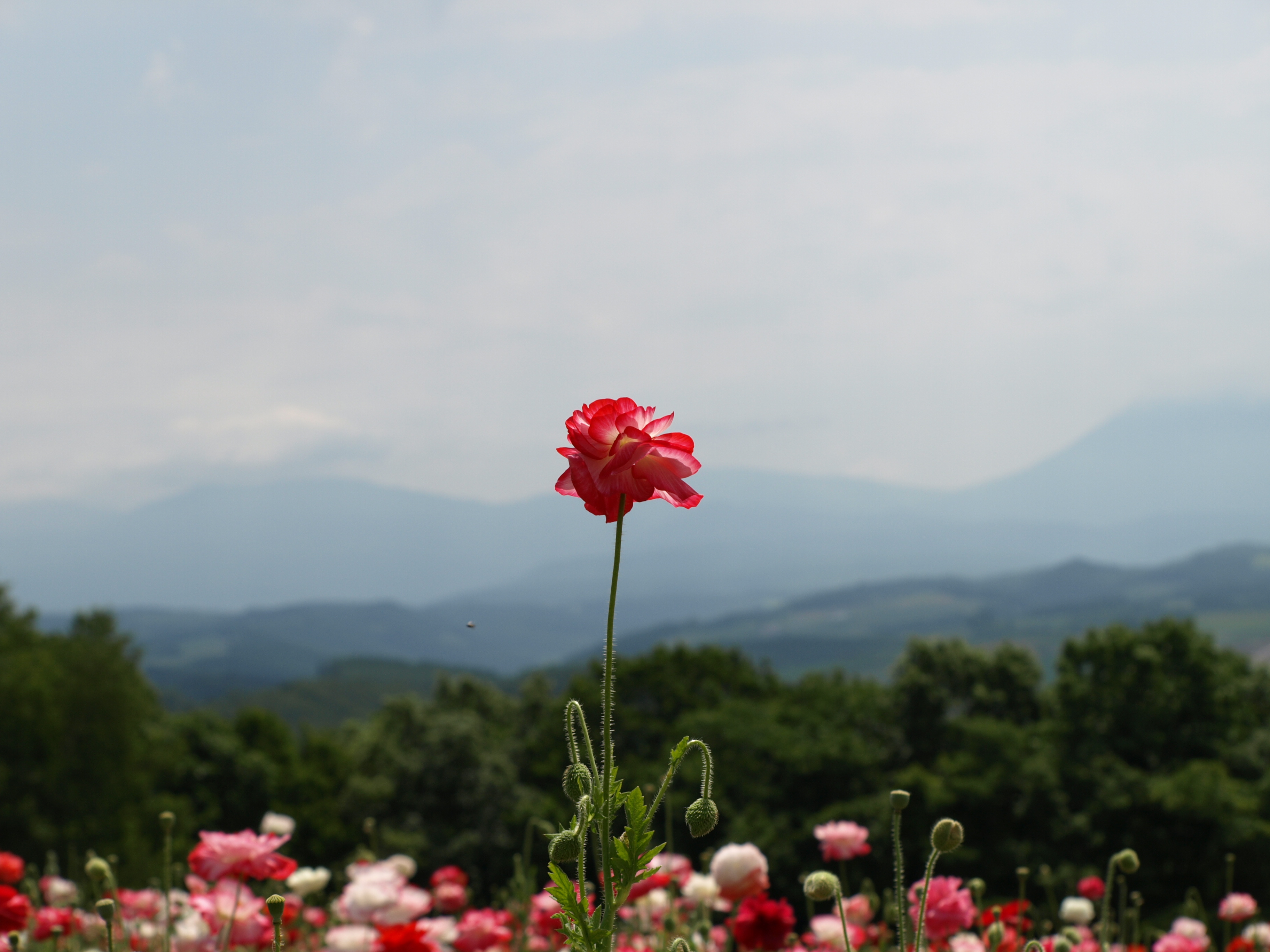 北西の丘の花畑2.JPG