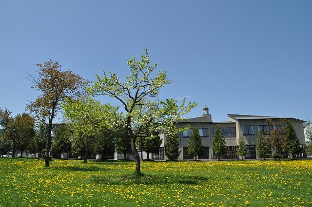 大学公園の春.jpg