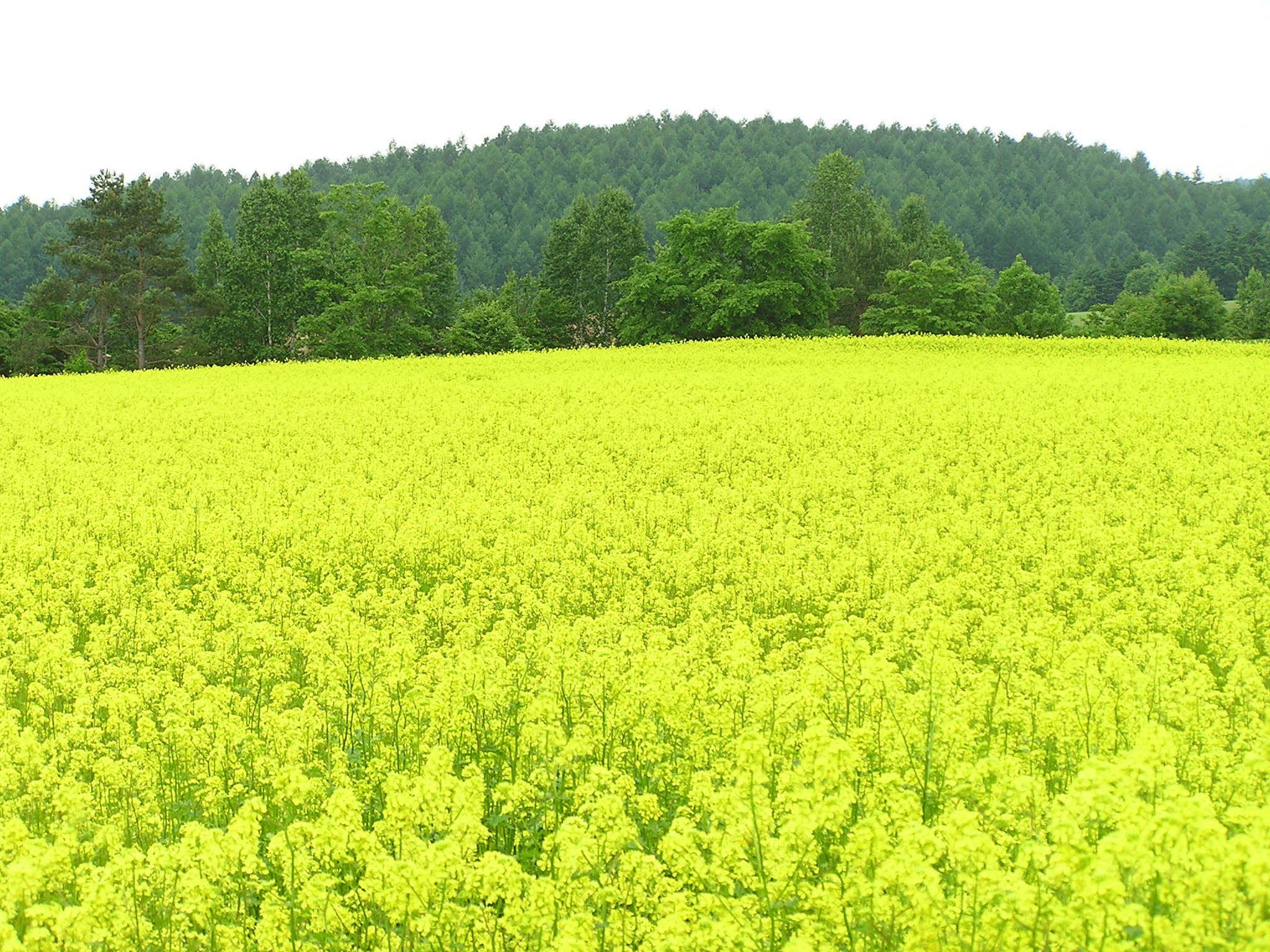 菜の花.JPG