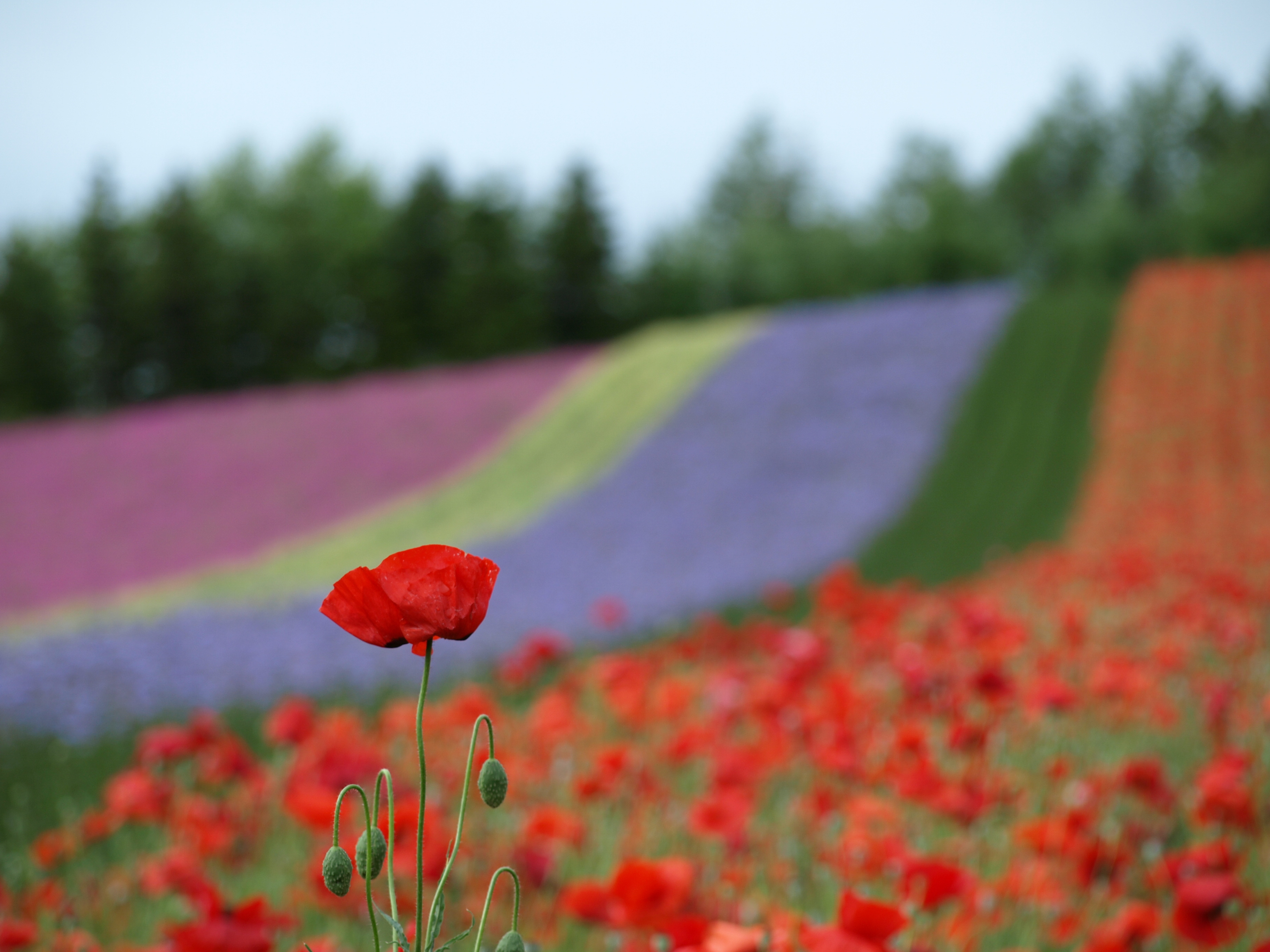 富田ファーム七色の花畑.JPG