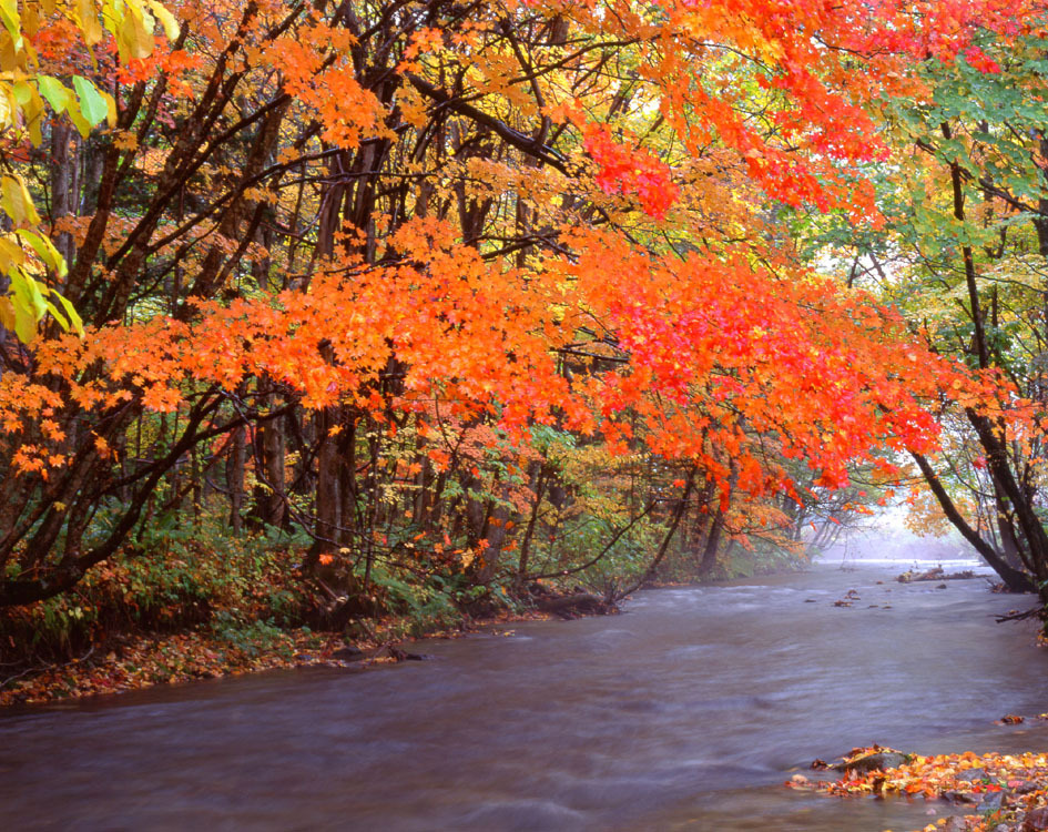 清流・紅葉.JPG