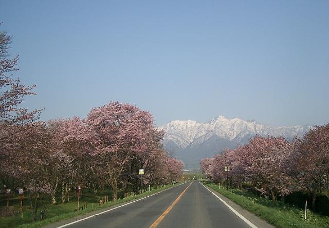 芦別岳と桜並木.jpg