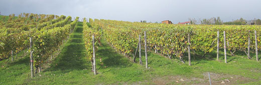 047_furanowine_03.jpg