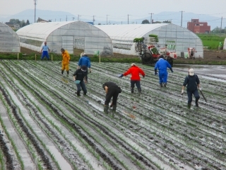 みんなで補植・植え替え作業