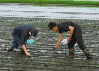 手植え