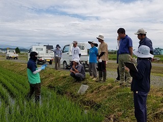 幼穂を確認する京極普及指導員