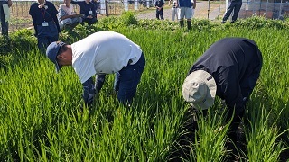 参加者が茎数を測定している様子