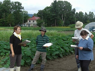 かぼちゃの試験ほ場での様子