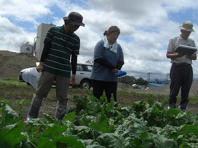 テンサイほ場で生育状況確認