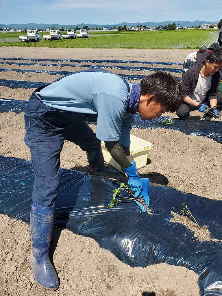 メンバーの定植の様子