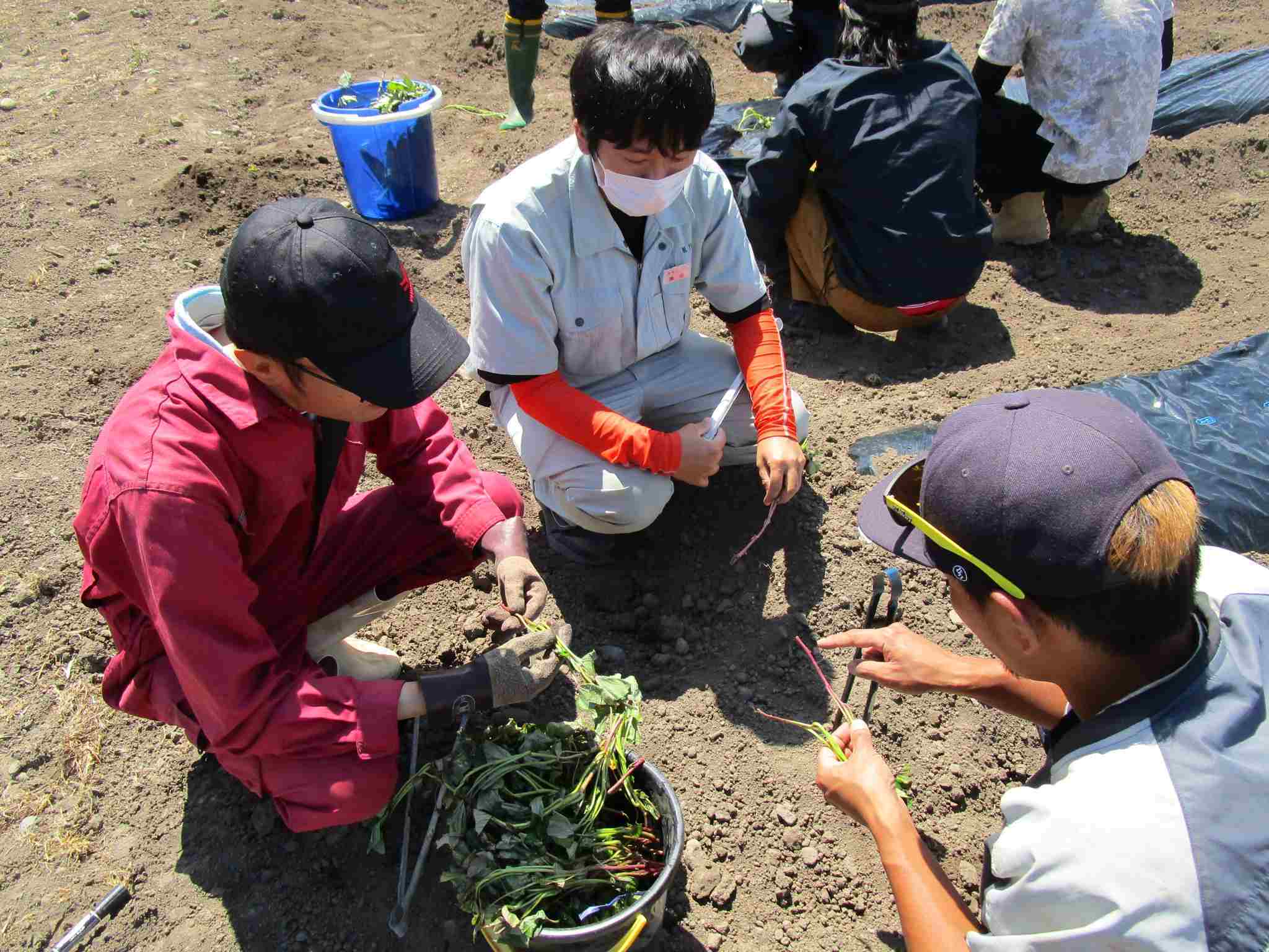 旭川市農業センターの職員より定植を教わる様子