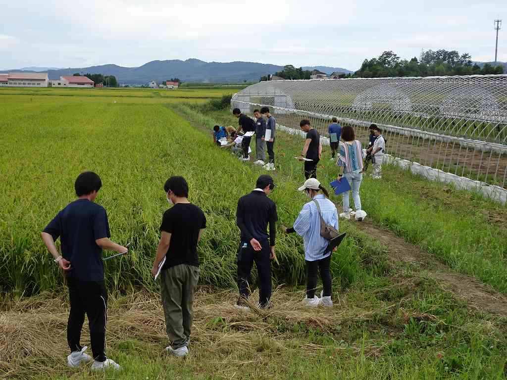 水稲の中苗マット栽培ほ場の見学