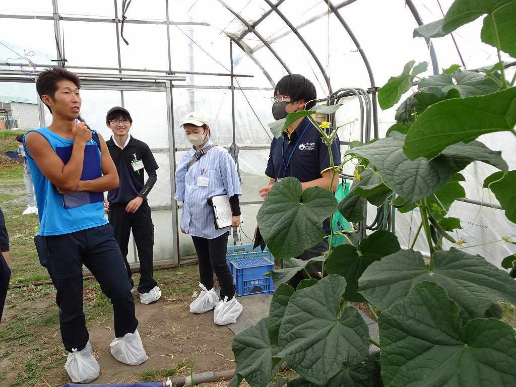 きゅうりのつるおろし栽培ハウスの見学