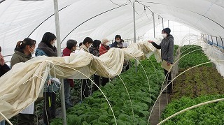 （株）百商屋のハウスでは、試行錯誤しながら選定された13種類の野菜を栽培しています。